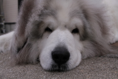 番犬してるココさん