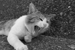 今日も元気なトム君