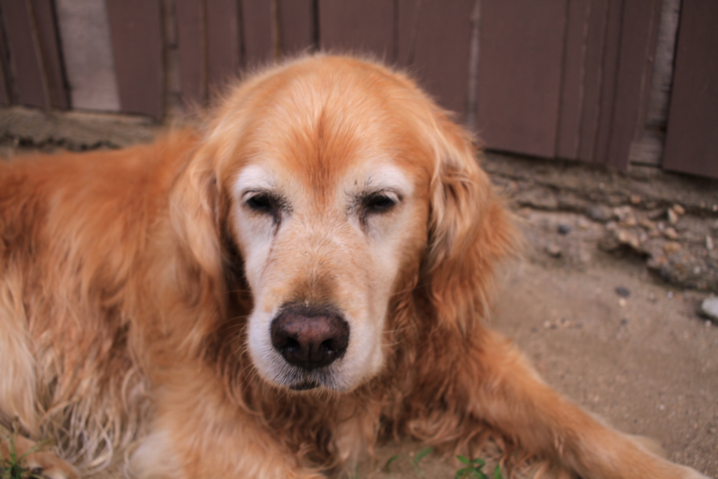 お宿番してるみゅうちゃん