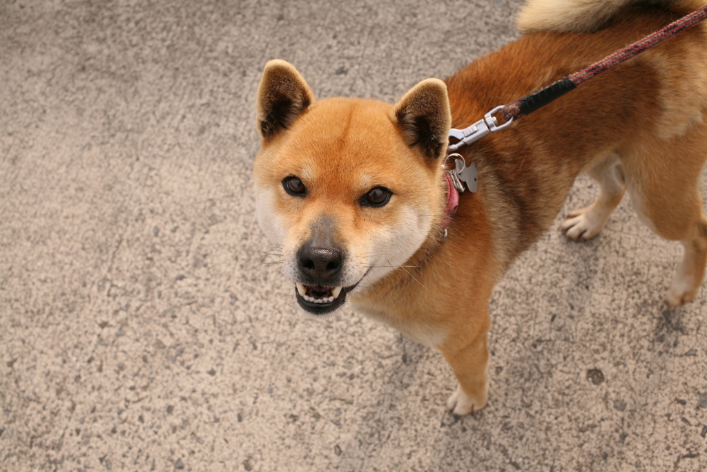 ウ～ウ～いうウルちゃん