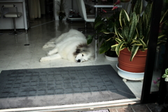 ココちゃんがお店番中