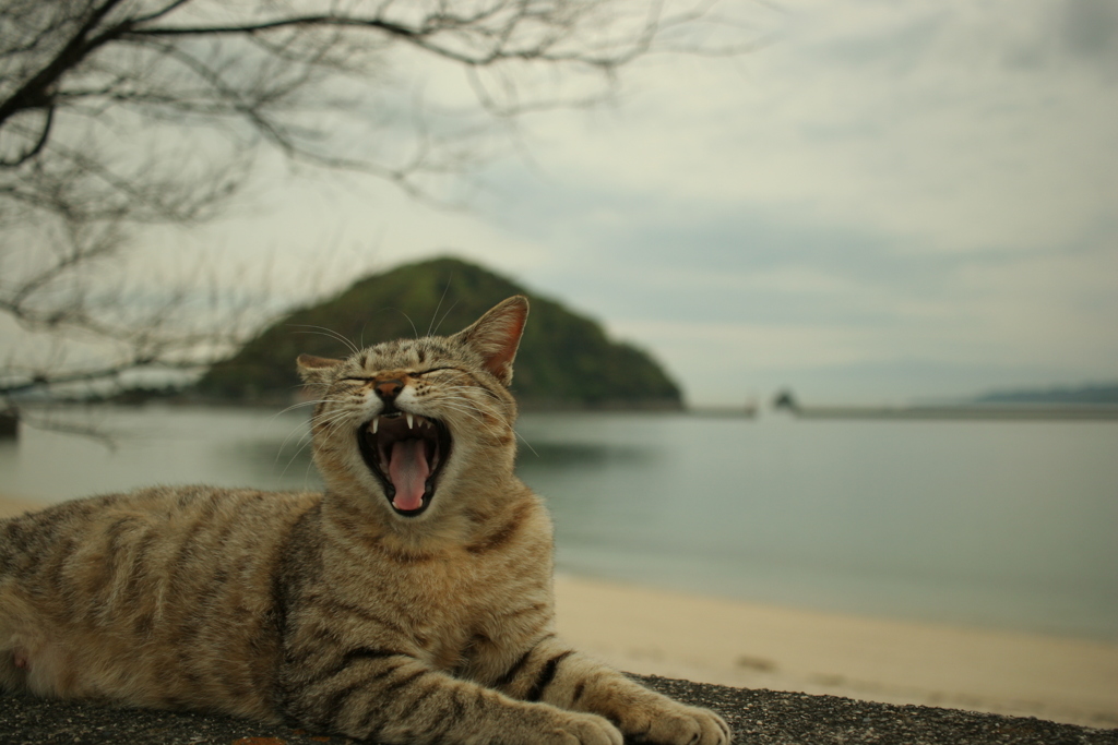 シマやん大あくび