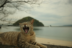 シマやん大あくび