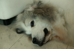 朝もお店番してるココさん