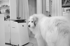 楽屋に引っ込もうとするココ様