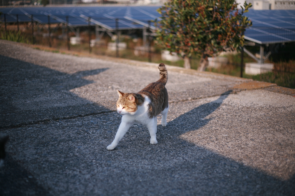 メス猫の尻追いかけまくるトム君
