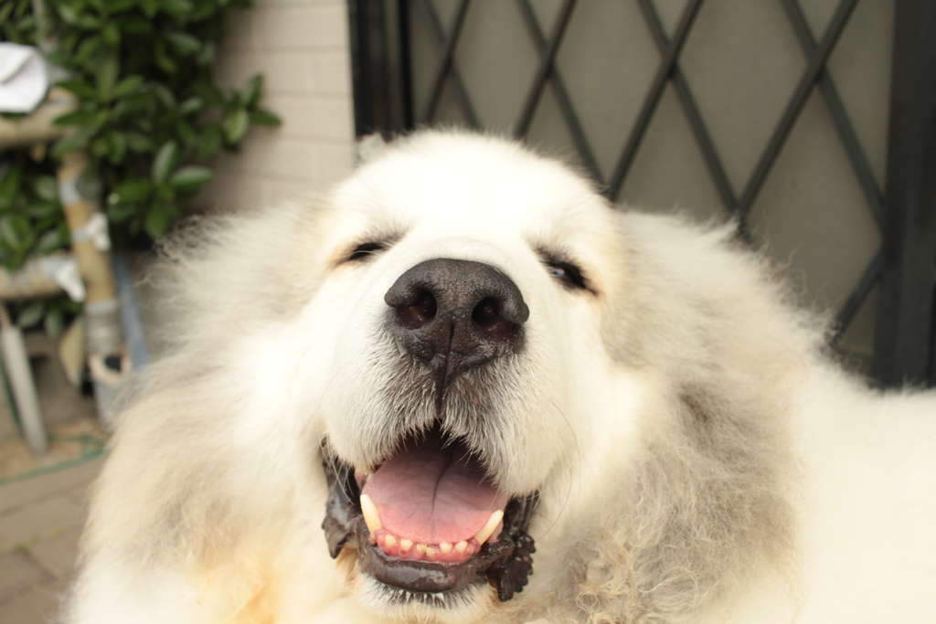 朝、番犬してるココさん