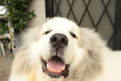 朝、番犬してるココさん