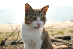トム君