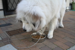 今日もいっぱい食べるココさん