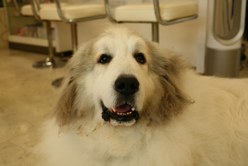 今日も元気なココさん