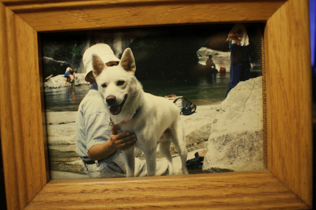 ２０年ちょっと前に死んだうちの犬チビ