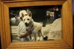 ２０年ちょっと前に死んだうちの犬チビ