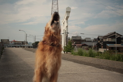 ボールに飛びつくみゅうちゃん