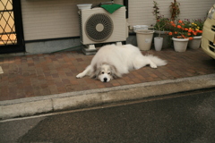 番犬してるココさん