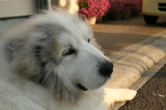 今日もかわいいココさん