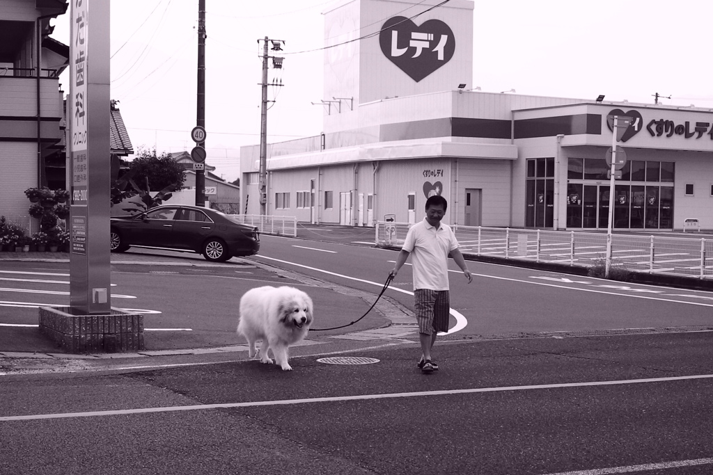 お父さんと朝の散歩のココちゃん