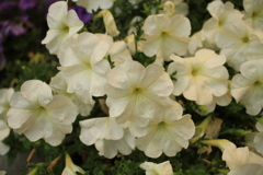 ココさん所の花