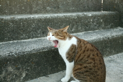 トム君は今日も元気