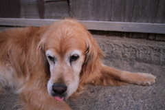 お宿番してるみゅうちゃん