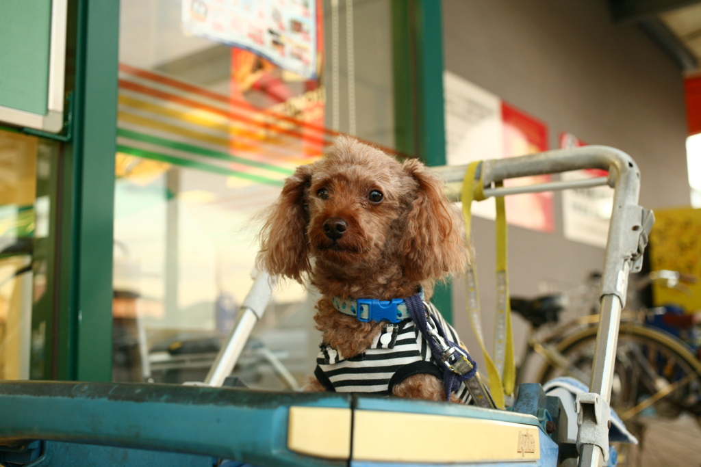 エーコープでおばあちゃんの帰りを待ってる元ちゃん