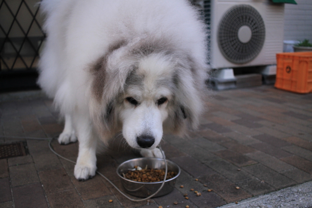 ご飯を食べるココさん