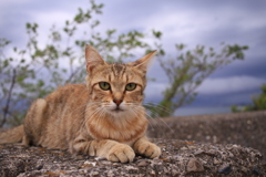 トム君のお母さん