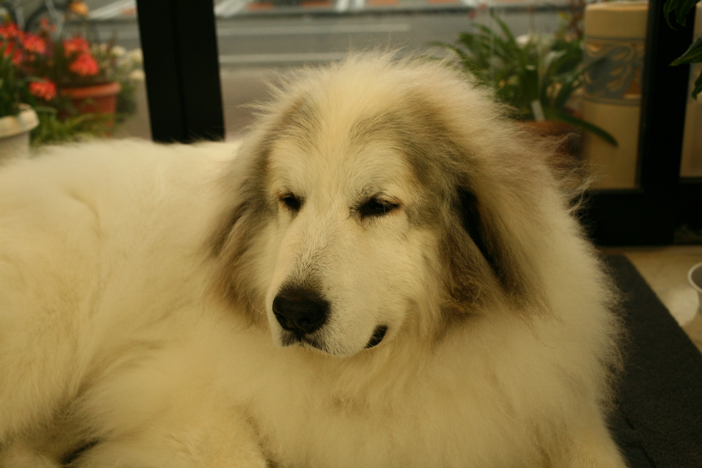 今日も甘えたのココさん