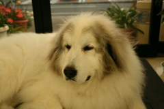 今日も甘えたのココさん