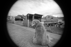 新しいい寫眞表現