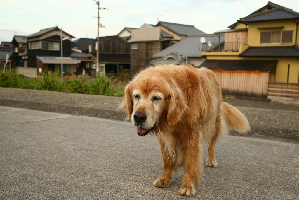 ミルクビスケットがほしいいみゅうちゃん