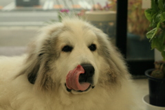 お昼お店番してるココ様