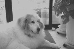 今日は雨、ココ様には会えない