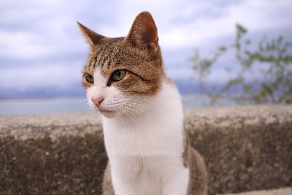 トムくん