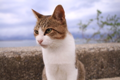 トムくん
