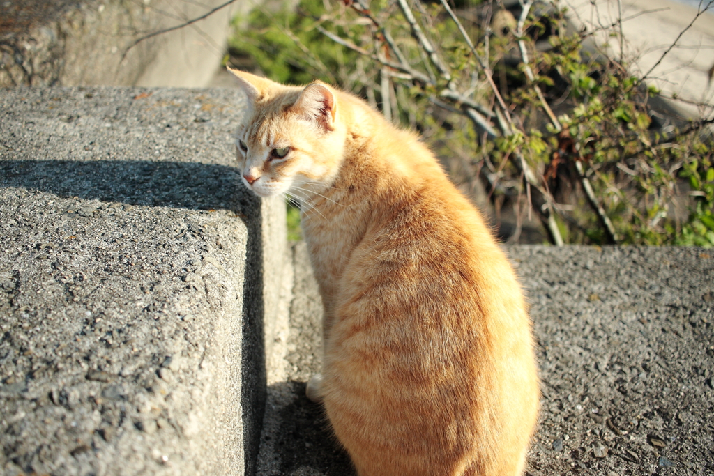 なんか気になるトラヤン