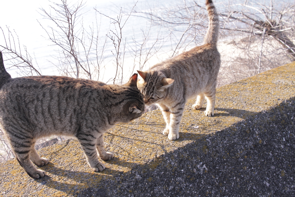 ラブラブ愛してる