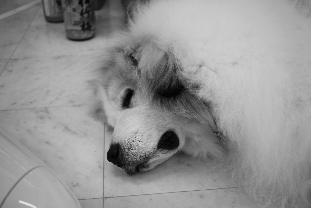 シャンプー行ってきてモフモフ度倍増のココさん