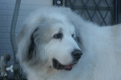 朝、番犬してるココ様