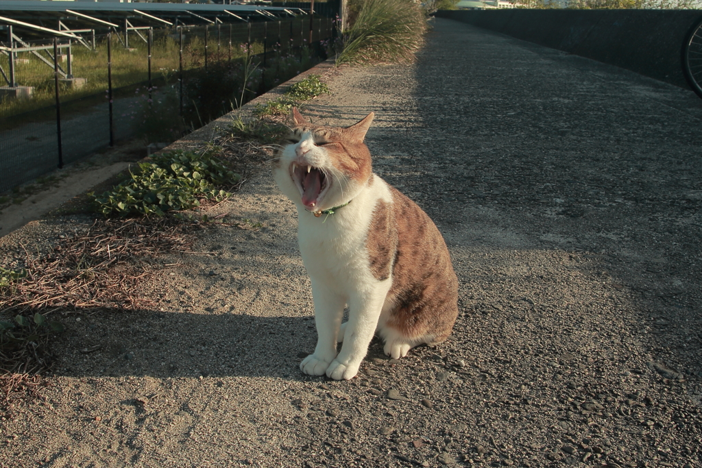 今日も自由なトム君