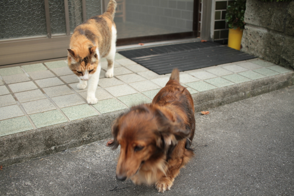 カボちゃんとミケさん