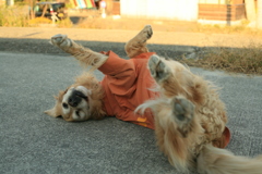 ジャーキー食べてエロエロするみゅうちゃん