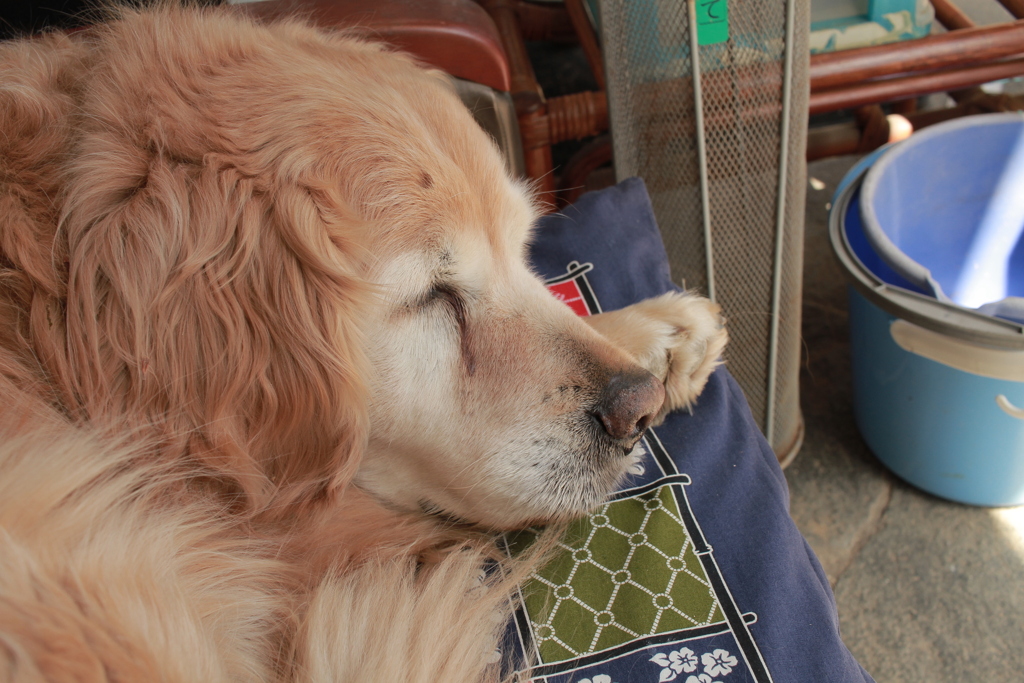 お昼寝してるみゅうちゃん