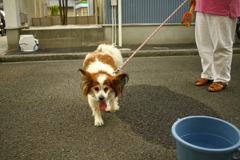 ココさんに挨拶に来た与太郎君