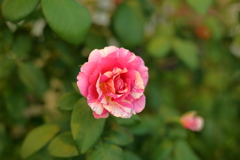 IMG_6507 ddd