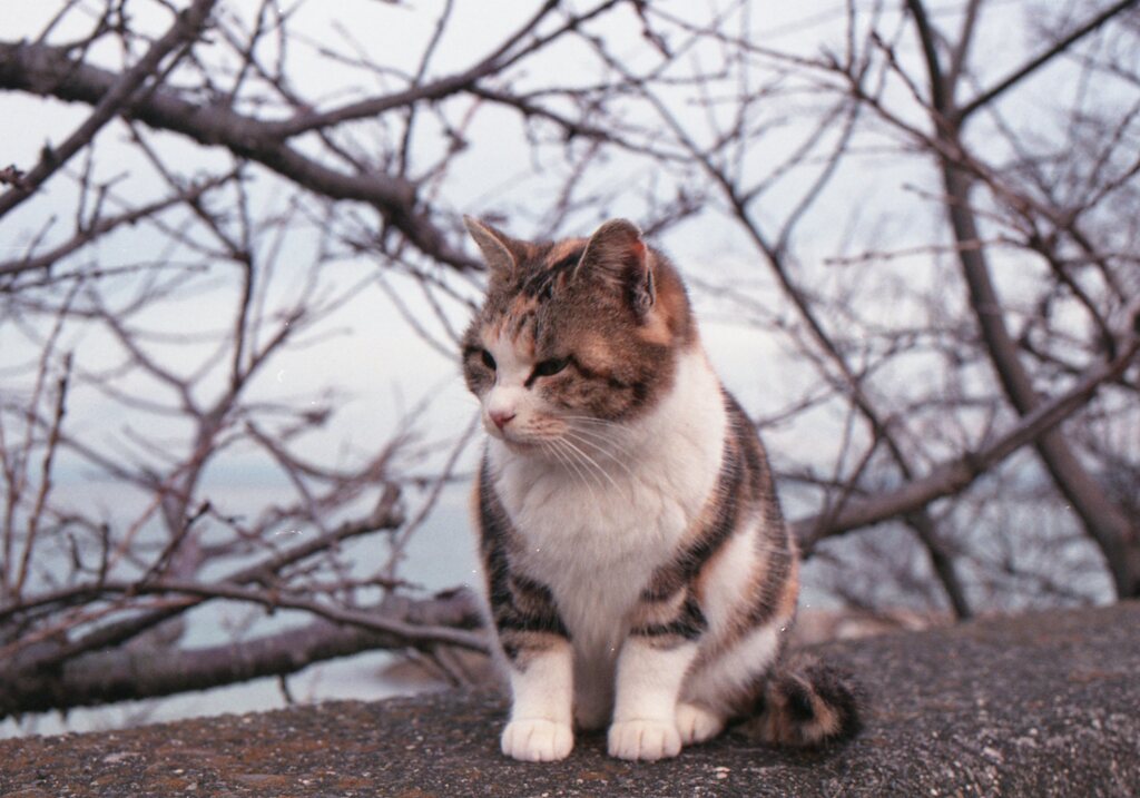 朝、Eos650(Film)にて