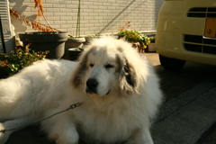 番犬してるココ様