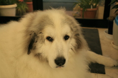 今日もお店番してるココさん