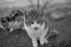 トム君