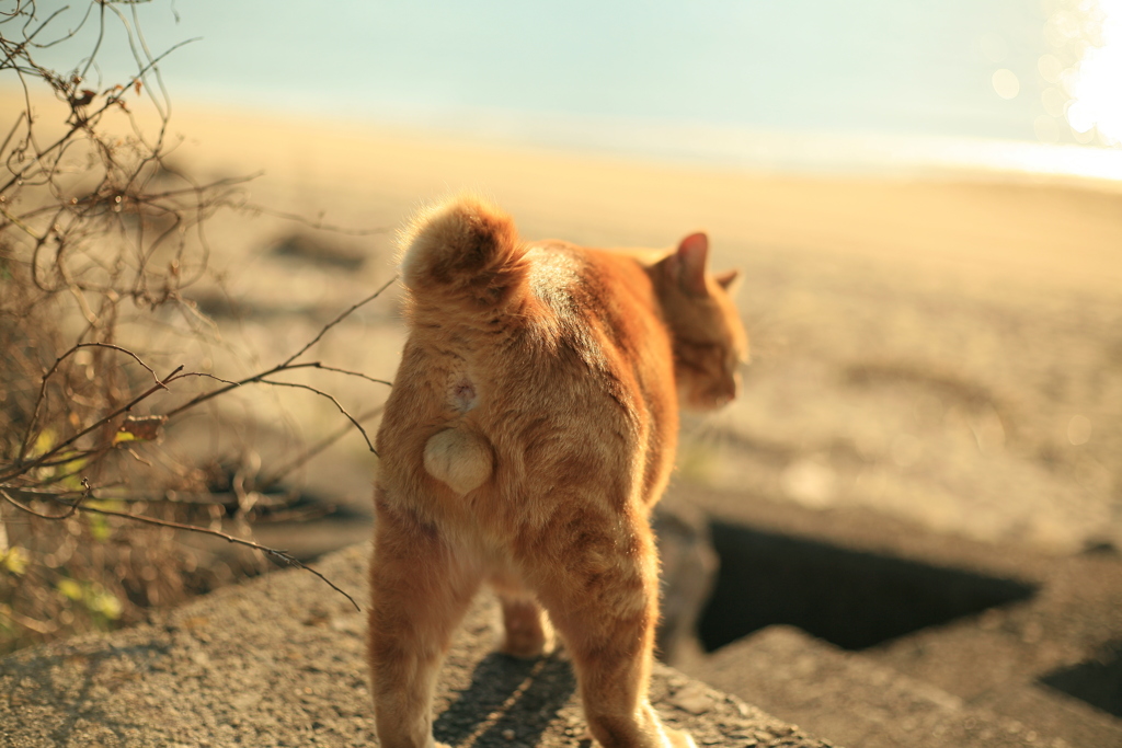 まるちゃんご立派！